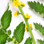 agrimony ou aigremoine