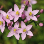 centaury ou la centaurée