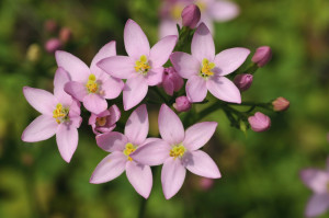 fleurs de Bach