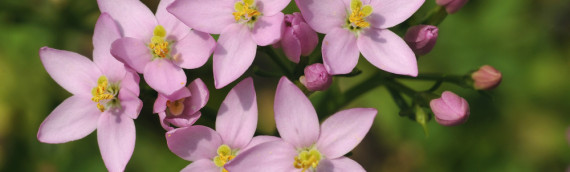 La fleur de Bach Centaury ou la centaurée