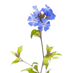 cerato ou plumbago