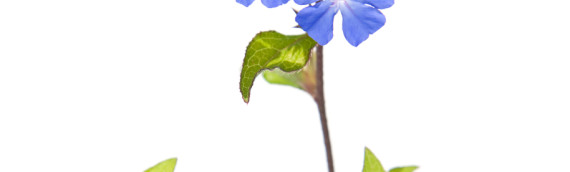 La fleur de Bach Cerato ou plumbago