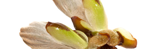 Que peut-on dire exactement sur la fleur de Bach Chestnut Bud ?