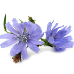 chicory ou chicorée