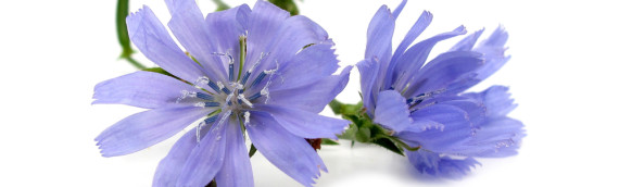 La fleur de Bach Chicory ou chicorée