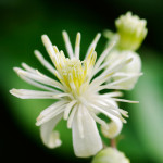 clematis ou clématite