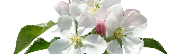 La fleur de Bach Crab apple ou pommier sauvage