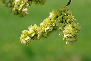 Ladrôme fleurs de Bach