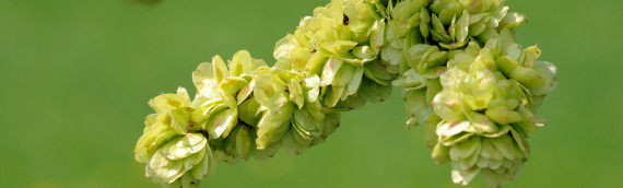 La fleur de Bach Elm ou orme