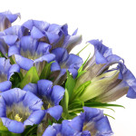 gentian ou gentiane