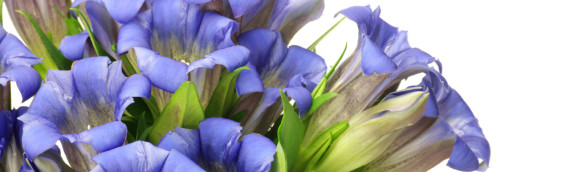 La fleur de Bach Gentian ou Gentiane