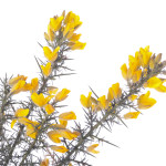 gorse