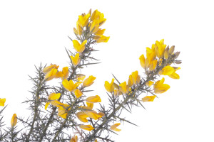 gorse