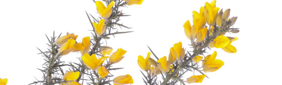 La fleur de Bach Gorse ou ajonc