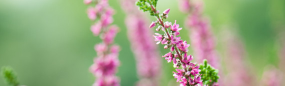 La fleur de Bach Heather ou bruyère