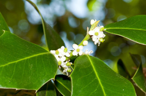 efficacité des fleurs de Bac