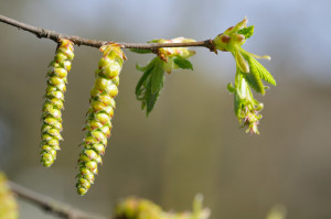 hornbeam ou charme