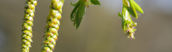 Que peut-on dire sur les vertus thérapeutiques de la fleur de Bach Hornbeam ?