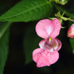 impatiens