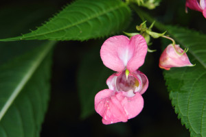 fleurs de Bach efficaces avis