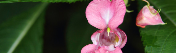 La fleur de Bach impatiens ou impatience