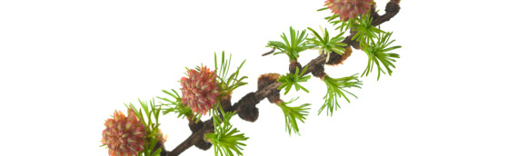 La fleur de Bach Larch ou mélèze