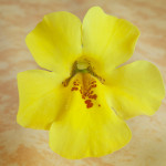 mimulus ou mimule