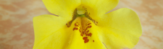 La fleur de Bach mimulus ou mimule