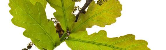 La fleur de Bach Oak ou chêne