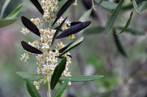 fleur de Bach olive