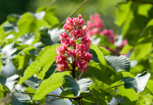 fleurs de bach red chestnut