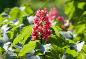 fleurs de Bach nom anglais