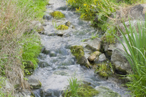 fleurs de Bach rock water