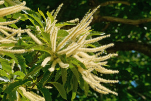 fleurs de Bach Sweet chestnut