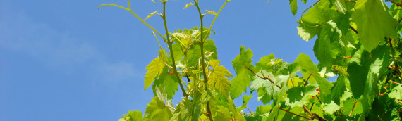 Les fleurs de Bach Vine ou vigne.