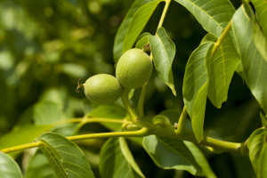 fleurs de Bach walnut