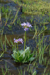 fleurs de Bach water violet