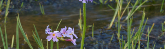 Les fleurs de Bach Water violet vous apportent un soutien psychologique efficace !