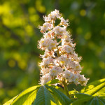 white chestnut ou marronnier blanc