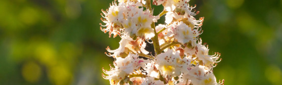 La fleur de Bach White chestnut ou marronnier blanc