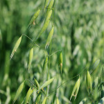 wild oat ou folle-avoine