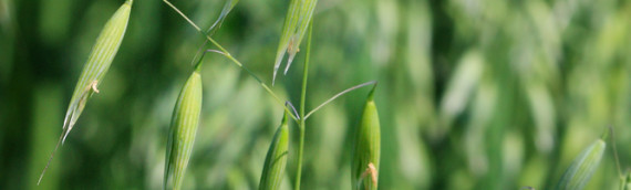 La fleur de Bach Wild oat ou folle-avoine