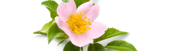 La fleur de Bach Wild rose ou églantier