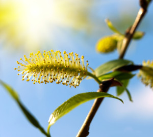 fleurs de Bach Willow