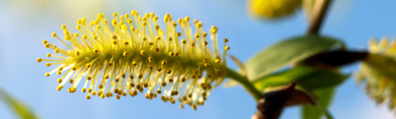 Trouvez enfin une aide efficace contre l’adversité avec les fleurs de Bach Willow !