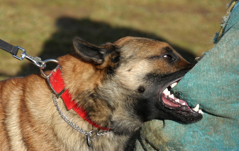 L’utilisation des fleurs de Bach pour un chien qui mord. – Les Fleurs