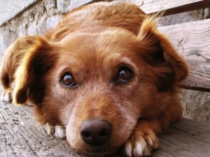 fleurs de Bach pour chien qui n'est pas propre