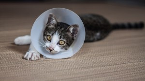 fleurs de Bach pour un chat qui lèche excessivement sa fourrure