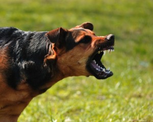 fleurs de Bach pour un chien agressif avec les autres chiens