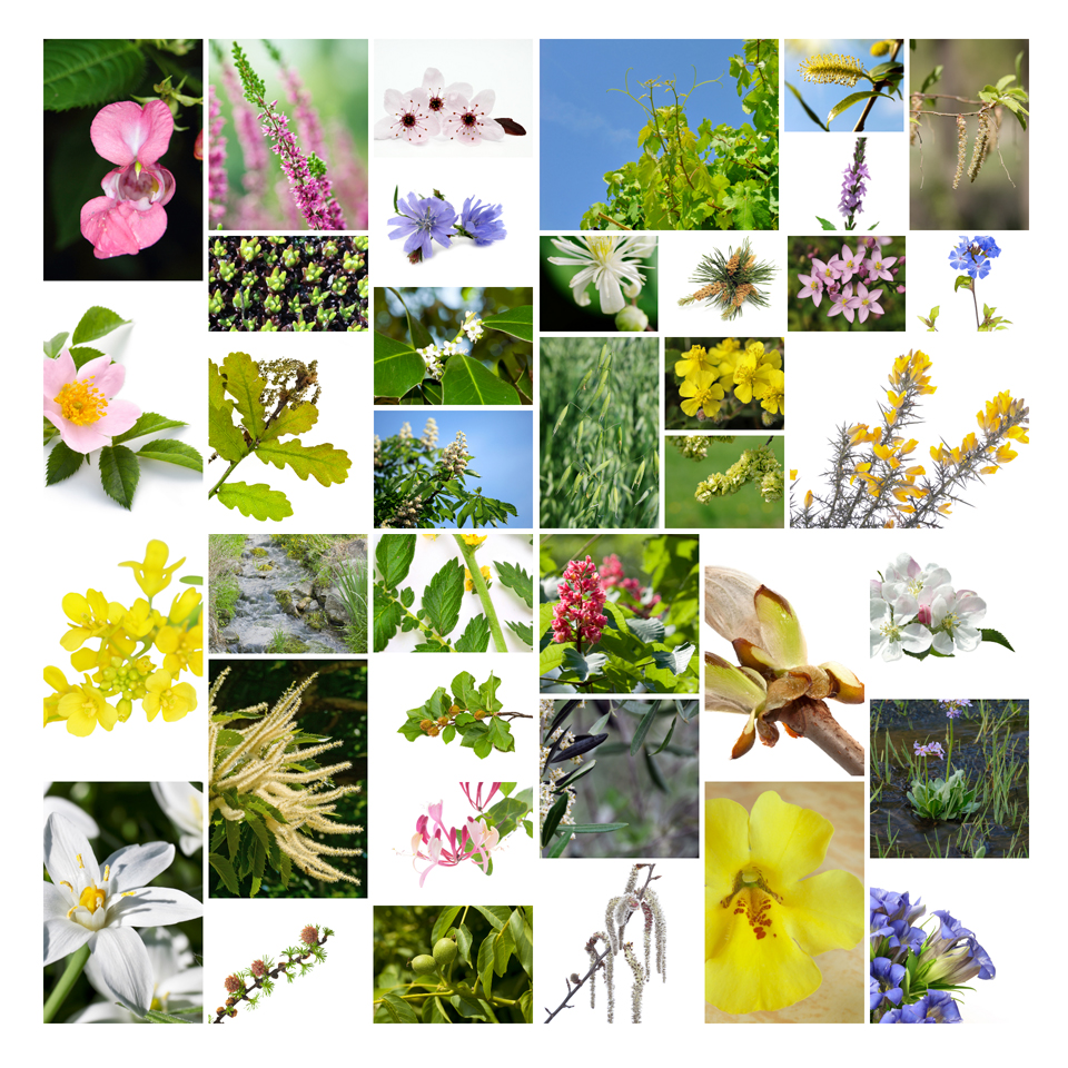Liste des fleurs de Bach. Les Fleurs de Bach